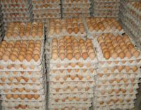 Из 42 миллиардов штук куриных яиц, полученных в птицеводческих хозяйствах России, более 7 процентов приходится на долю птицефабрик Ленинградской области.