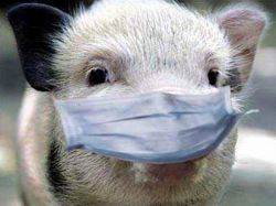 Африканская чума свиней - АЧС