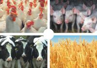 Республика Чувашия: Производство основных животноводческих продуктов в период январь - октябрь 2012 года